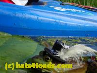 /home//u458753944/public_html/sourcegallery//Frogs/More bullfrogs/P8180196.JPG